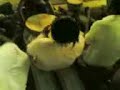 مقطع مزمار من حفل زفاف كابتن كمال الأجسام عماد الحربي في مكة المكرمة (جرول)