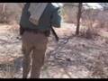 Chasse aux Buffles de Tanzanie