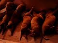 kingdomdogues.com