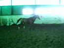 Mon cheval