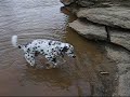 Albert the Dalmatian Visits Boone\ Albert the Dalmatian Visits Boone\