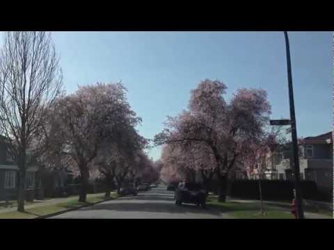 cherry car cherry car