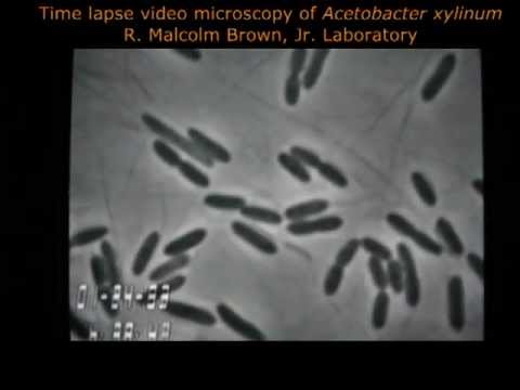 how to grow acetobacter xylinum