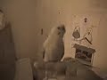 Chocolate Rain B96 Parakeet Version