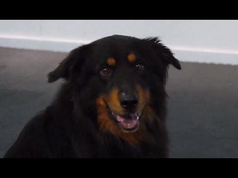 eHowPets - Follow eHow Pets for regular tips from Victoria Stilwell and more: http://www.youtube.com/subscription_center?add_user=ehowpets Victoria and Spencer demonstr...