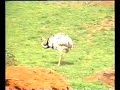 Estoy hecho un lince (candado)