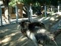 videos de Ostrich - I believe I can fly