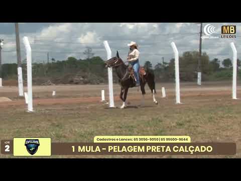1� LEIL�O EXPOJUINA - 2026