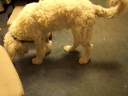 Vinnie takes on Madagascar! Vinnie takes on Madagascar!