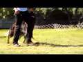 German Shepherd Obedience Xito