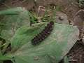 IS THIS A GLOW-WORM ? IS THIS A GLOW-WORM ?