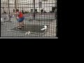 UWP Conference Shot Put