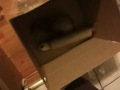 Ferret wrestling hilarious