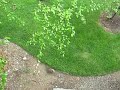 goslings goslings