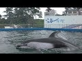 カマイルカ (越前松島水族館) 2019年8月19日