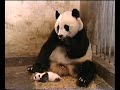 panda ?????? ???? ?? ????