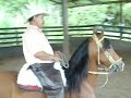 Caballo castrado trochador, de 8 años, de gran fenotipo y mansedumbre, y excelente obediencia