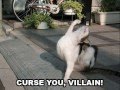 Lulz cats compilation