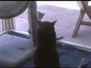 We heart Bikini Kill!  (tribute) Bengal Shingo vs. Jett
