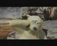 Polar Bears - The Breeding Programme