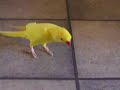 Chobi, My Indian Ringneck Chobi, My Indian Ringneck