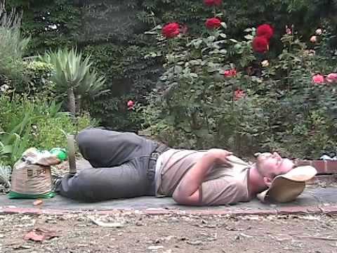 how to grow salvia d