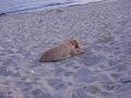 Labrador Welpe, total süß! Labrador Welpe, total süß!