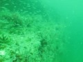 October 10, 2009 Tanks-A-Lot Dive Trip - Scuba Diving Clearwater Florida
