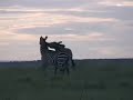 ZEBRA vs ZEBRA! +Crossing
