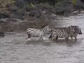 ZEBRA vs ZEBRA! +Crossing