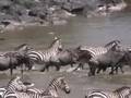 ZEBRA vs ZEBRA! +Crossing