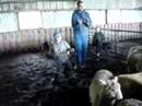Bergy jnr on the farm