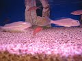 Tanganyika 450L