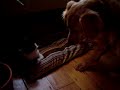 Cat Confiscates Dog's Pillow