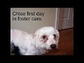 Havanese Rescue Inc. -  