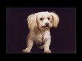 Havanese Rescue Inc. -  
