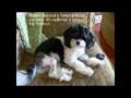 Bichón Habanero video