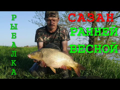 ловля сазана в апреле на кубани ловля сазана в апреле на кубани