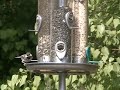 redbreasted-nuthatches-at-birdfeeder.html