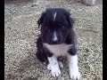 Grey the Puppy