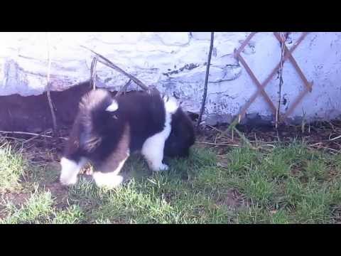 how to take care of akita puppies