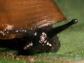 Zombie snails