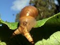 Zombie snails