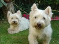 mes westies