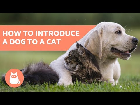How to Introduce a Dog to a Cat - In 5 Easy Steps!