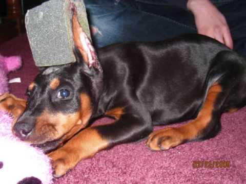 doberman