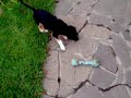 italia guanzate boby cane pazzo italia guanzate boby cane pazzo