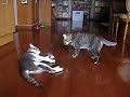Cats playing attack Cats playing attack