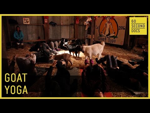 Goat Yoga // 60 Second Docs