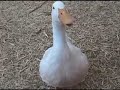 Baby Ducks Grow Up Baby Ducks Grow Up